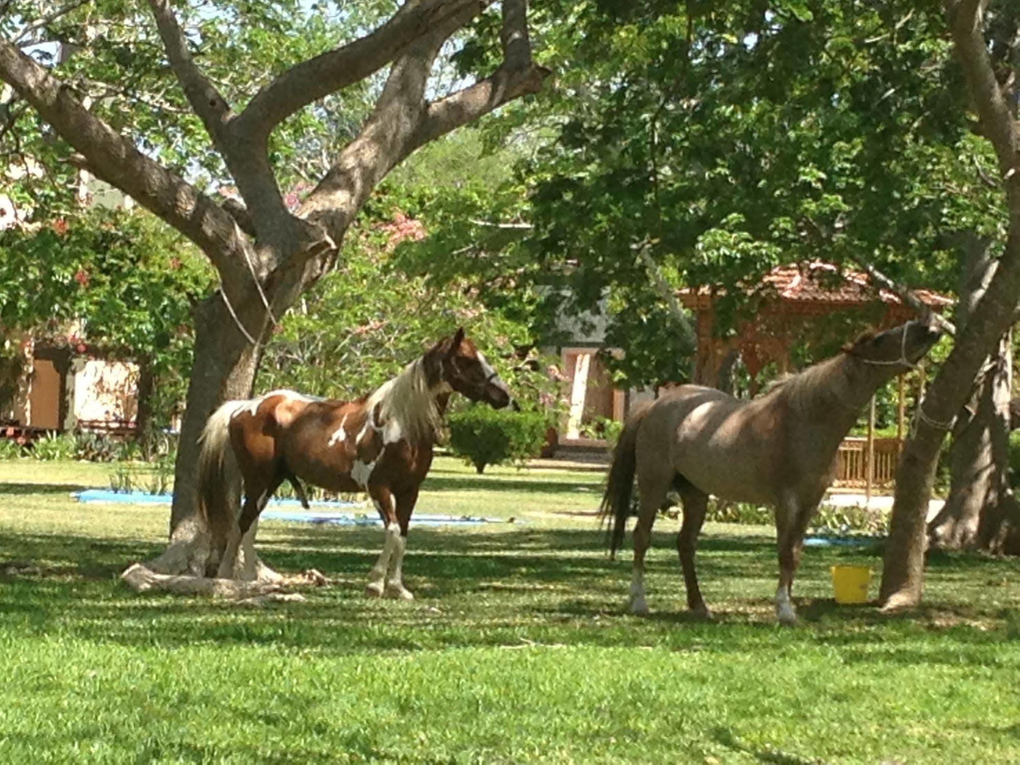 Hacienda San Francisco Tzacalha Hotel Dzidzantún Eksteriør billede
